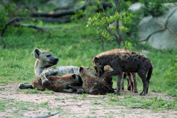 Hyena mother with cubs