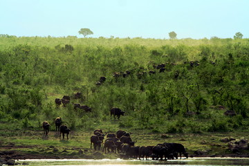Herd of buffaloes in Kruger National Park