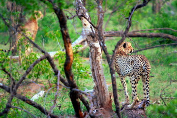 Cheetah brothers on a hunt