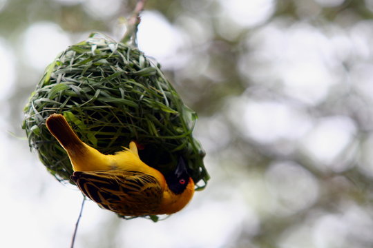 Yellow bird tending to its nest