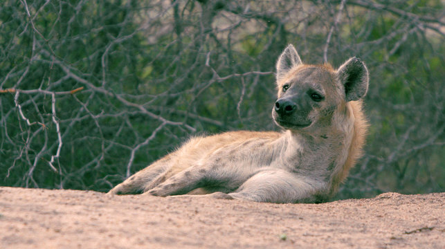 Resting hyena