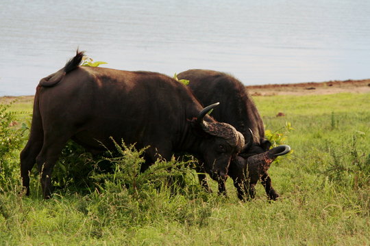 Duelling buffaloes