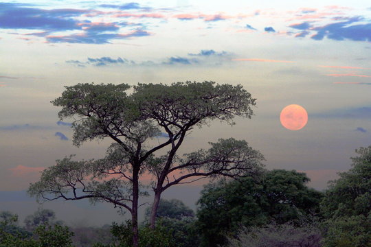 Red moon sunset in Kruger National Park