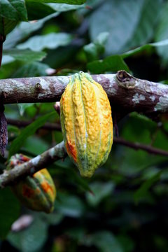 Cocoa fruit hanging from its tree