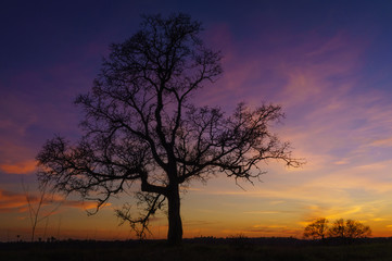 Fototapeta na wymiar sunset oak tree