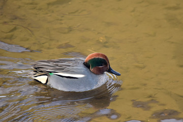 川を進むコガモのオス