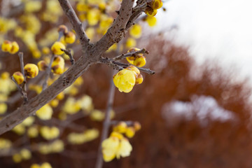 黄色く美しい花を咲かせた蝋梅