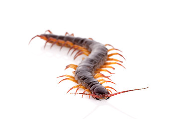 centipede isolated on white background