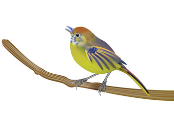 Beautiful bird, Bar-throated minla, Chestnut-tailed minla (Minla strigula) in nature of Thailand.