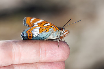 bright butterfly on a finger
