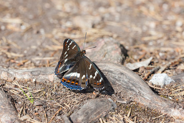 butterfly sits on the root