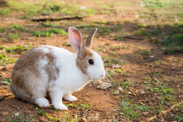 White and brown rabbit sitting