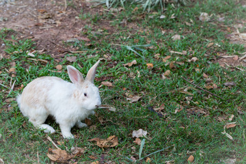 Wild rabbit in the nature