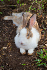 Close up of Wild rabbit in the nature