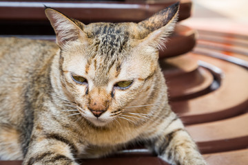 Tabby cat lying on the brown wood table