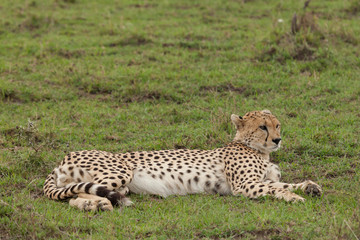 a single cheetah rests on the grass of the Maasai Mara