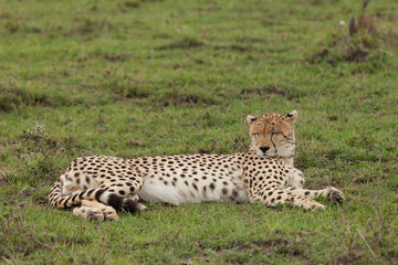 a single cheetah rests on the grass of the Maasai Mara