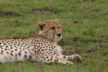 a single cheetah rests on the grass of the Maasai Mara
