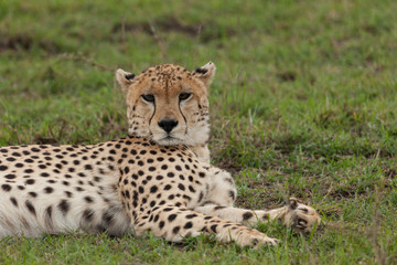 a single cheetah rests on the grass of the Maasai Mara