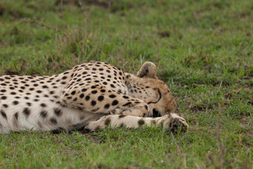a single cheetah rests on the grass of the Maasai Mara