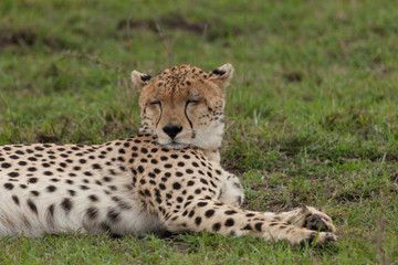 Naklejka na ściany i meble a single cheetah rests on the grass of the Maasai Mara