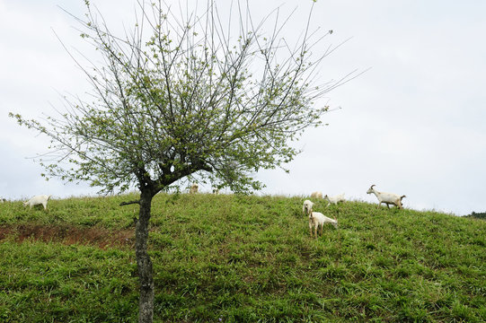 Plum tree and goat flock