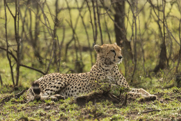 a single cheetah rests among the shrubs of the Maasai Mara