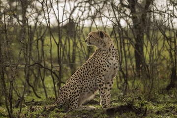 a single cheetah rests among the shrubs of the Maasai Mara