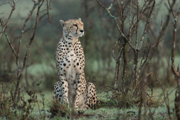 a single cheetah rests among the shrubs of the Maasai Mara