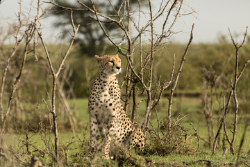 a single cheetah rests among the shrubs of the Maasai Mara