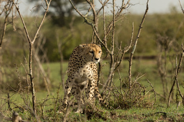 a single cheetah rests among the shrubs of the Maasai Mara