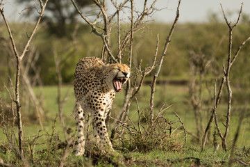 a single cheetah yawns as she leaves her resting place among the shrubs of the Maasai Mara