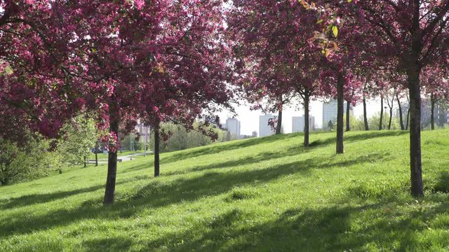 Prague 4 park with sakura trees  and green grass in Springy Sunday