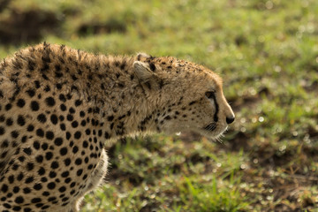 a single cheetah in the Maasai Mara