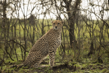 a cheetah warily rests among the trees on the Maasai Mara