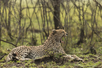 a single cheetah yawning as she reclines among the trees of the Maasai Mara
