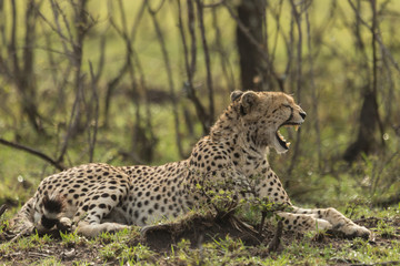 a single cheetah yawning as she reclines among the trees of the Maasai Mara