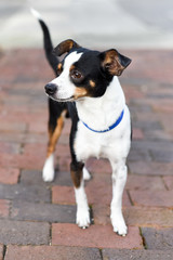 Brown mix rescue dog looking up curiously	