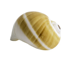 Close up Marine sea shell isolated