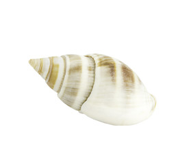Conch shall isolated on white