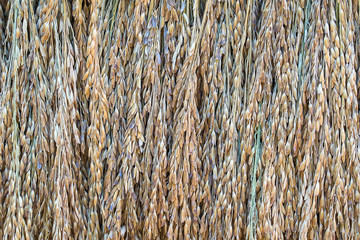 Dry paddy rice seeds