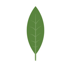 Green plant leaf. Isolated vector illustration on white background.