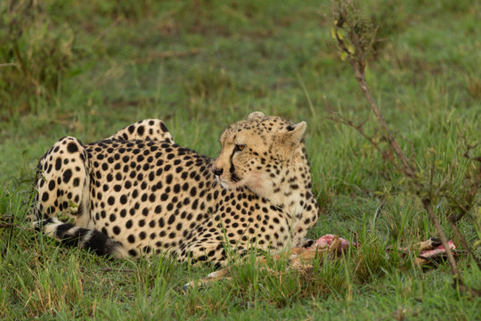 a single cheetah guards her prey on the Maasai Mara