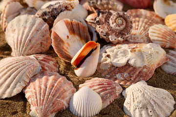 Seashells on the sand of a beach, seashell summer background