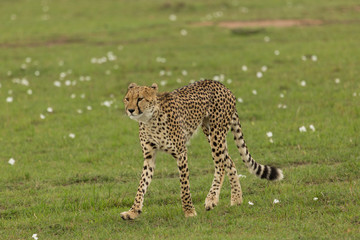 single cheetah walking on the savannah in the Maasai Mara