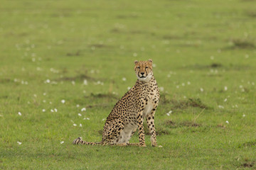 single cheetah sitting on the grass on the savannah of the Maasai Mara, Kenya