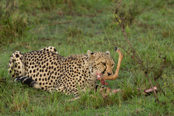 a cheetah munches on its prey in the Maasai Mara