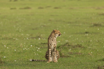 single cheetah sitting on the grass on the savannah of the Maasai Mara, Kenya © lindacaldwell