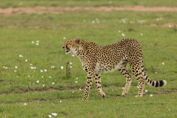 single cheetah walking on the savannah in the Maasai Mara