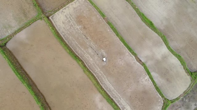 Aerial view by drone 4k camera. balinese rice terraces at Ubud Bali Indonesia. Rice field pattern. Farmers are planting rice.
